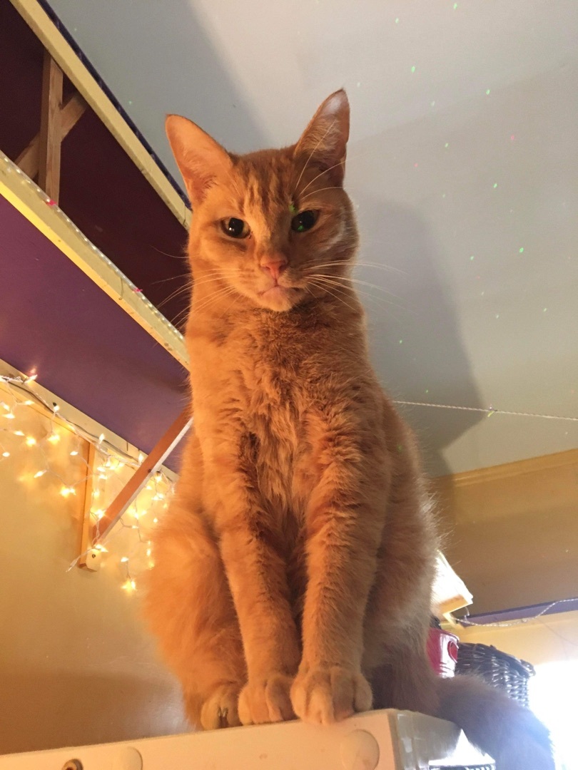 Archie, a Adoptable Tabby in Memphis, TN image 3/8