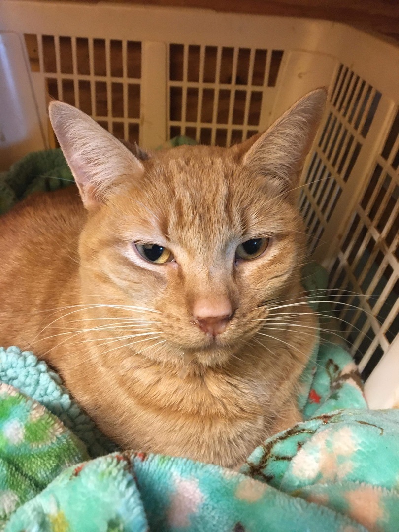 Archie, a Adoptable Tabby in Memphis, TN image 4/8