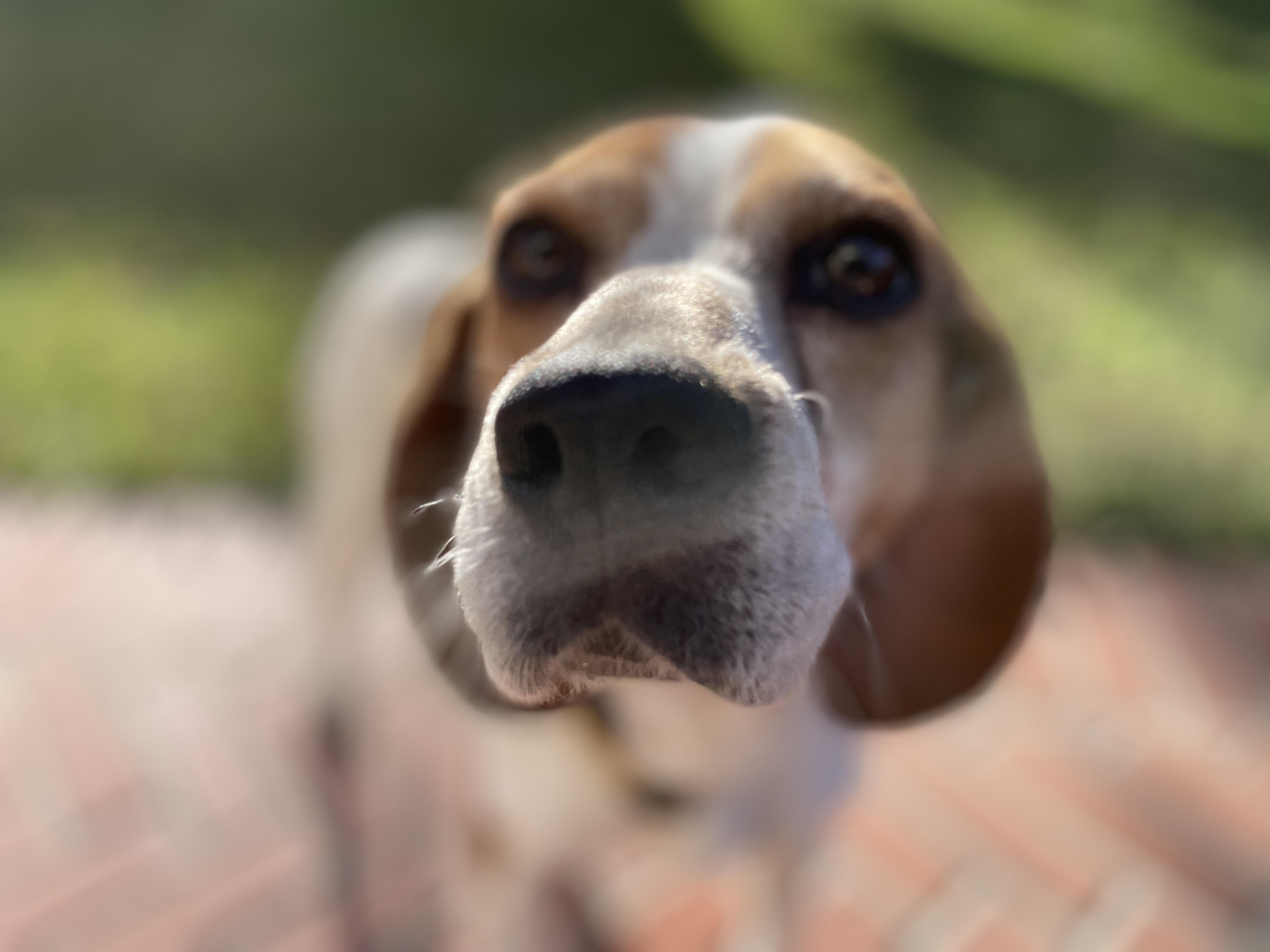 Enlarge Laverne, a ADOPTABLE Beagle in Anaheim, CA image 3/3