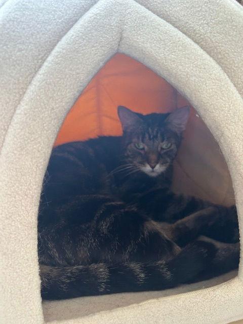 Millie, Adoptable, Adult Female Tabby.