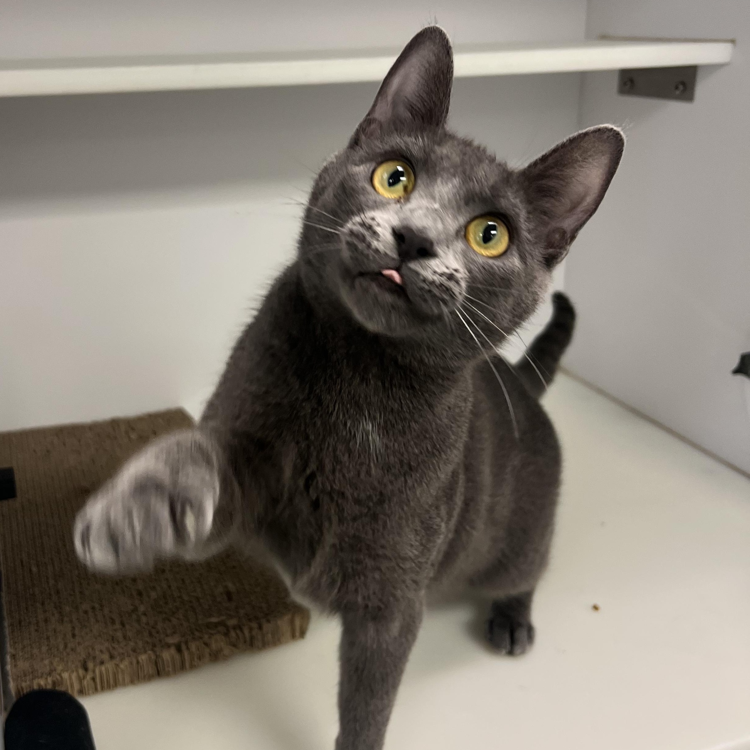 Clue, ADOPTABLE, Young Female Domestic Short Hair.