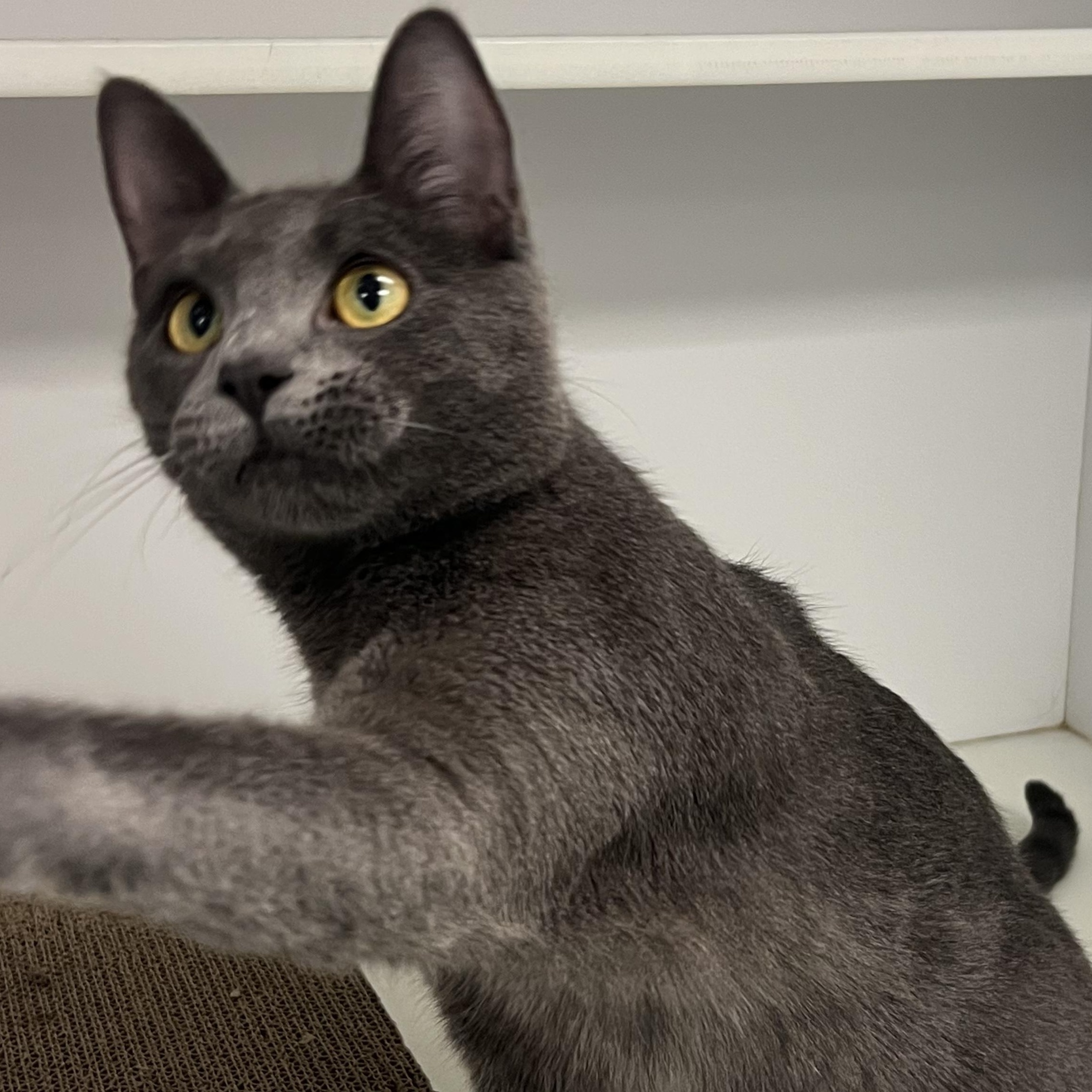 Clue, a ADOPTABLE mixed breed in Mount Pleasant, MI image 2/2