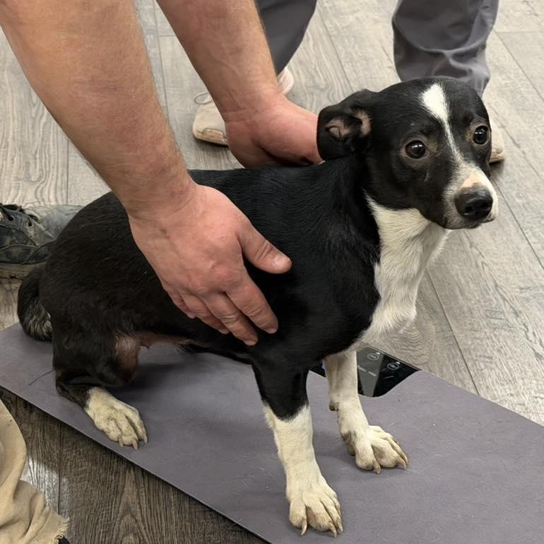 Enlarge Diva, a Adoptable mixed breed in LEWISTON, ID image 1/2