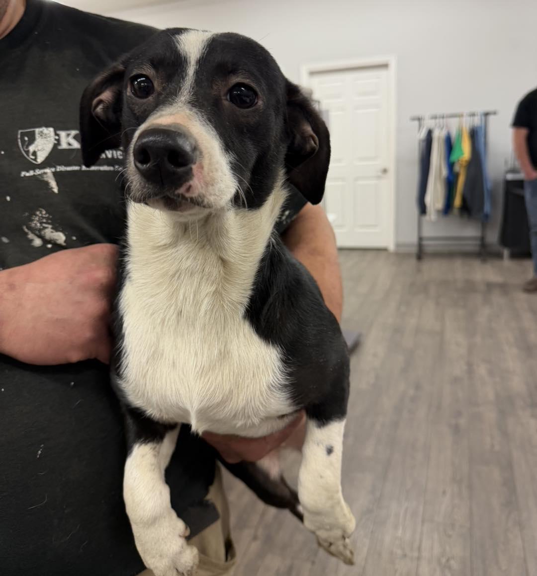 Enlarge Diva, a Adoptable mixed breed in LEWISTON, ID image 2/2