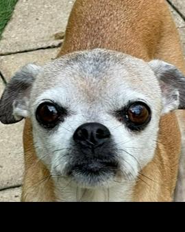 Enlarge stella rose, a Adoptable Mixed Breed in Palm Harbor, FL image 1/1