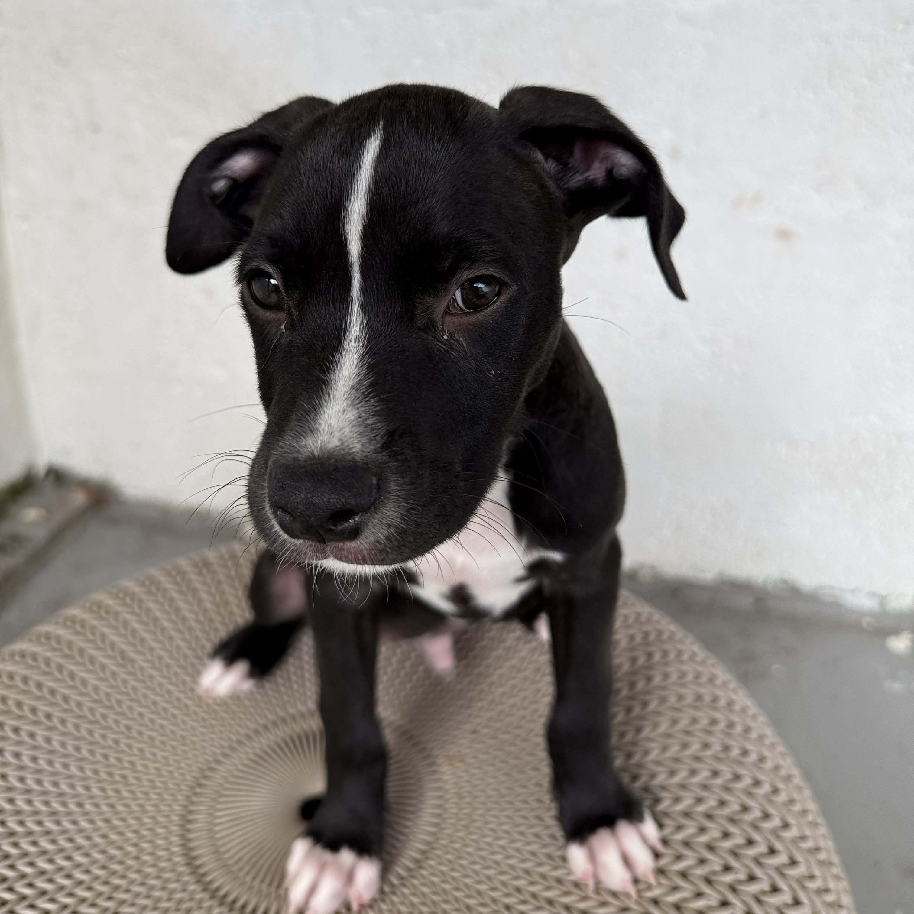Volcom, a Adoptable mixed breed in Spokane, WA image 5/5