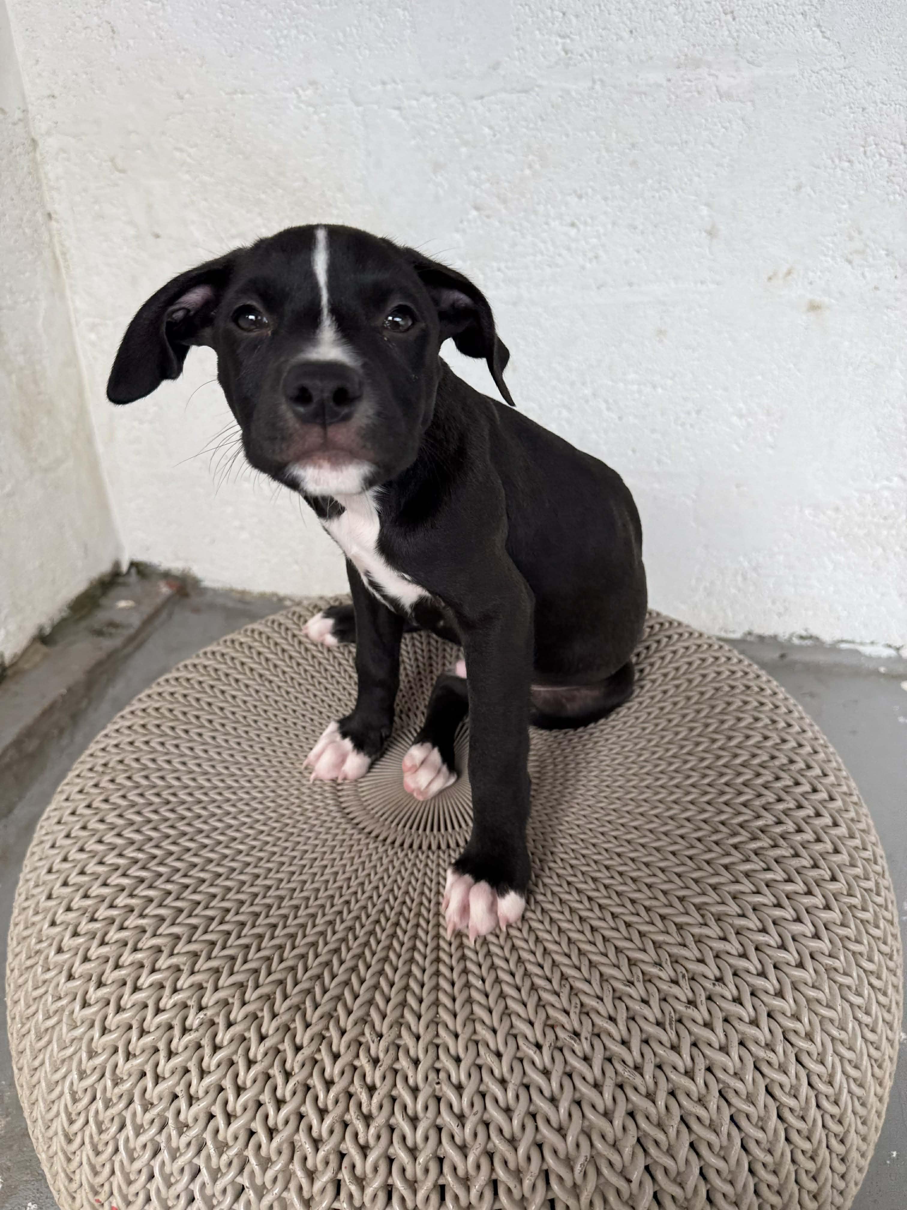 Volcom, a Adoptable mixed breed in Spokane, WA image 3/5