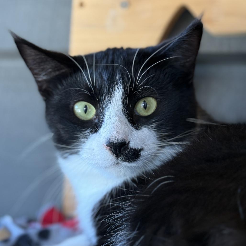 Enlarge Ghost, a Adoptable American Shorthair in Freeport, FL image 5/6