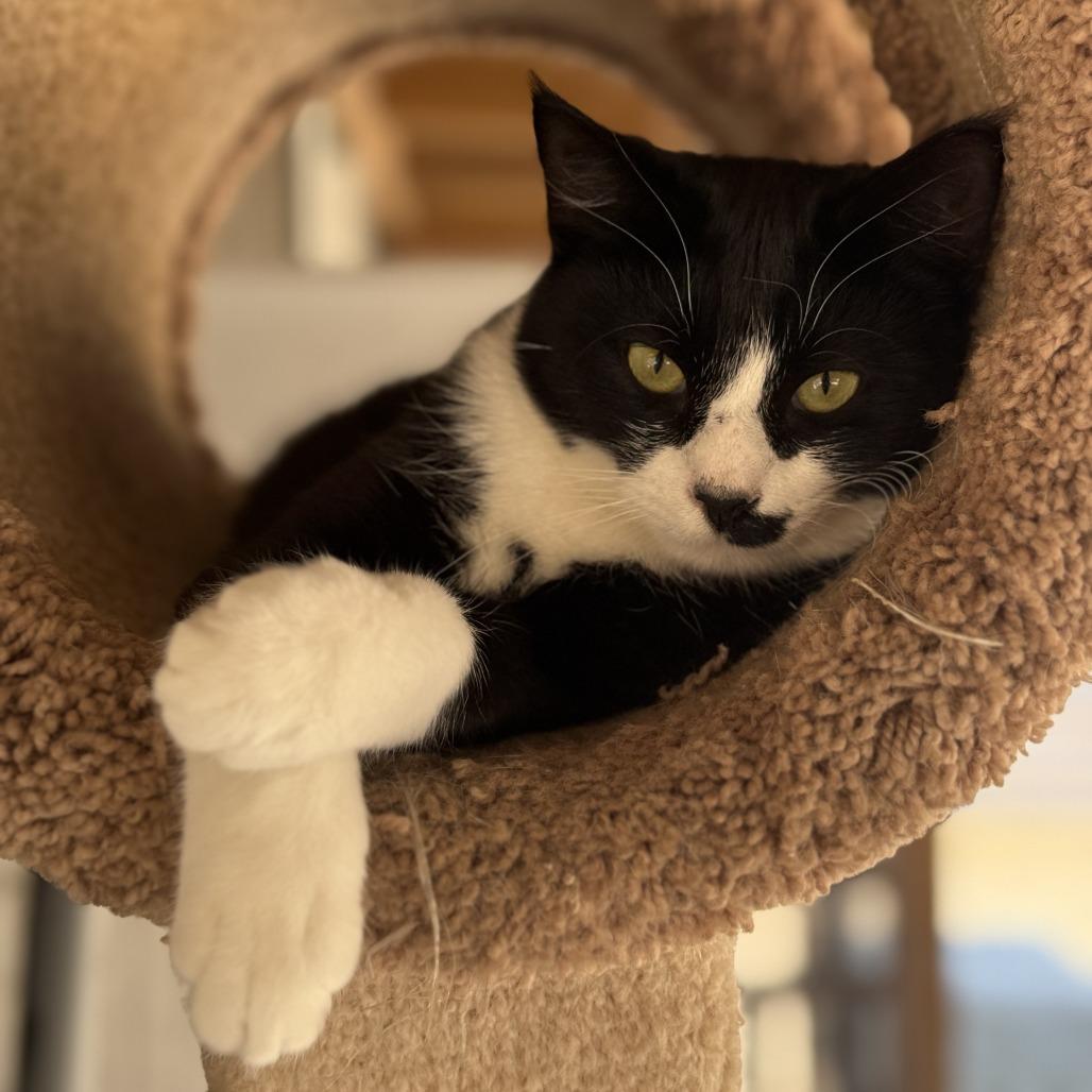 Enlarge Ghost, a Adoptable American Shorthair in Freeport, FL image 6/6