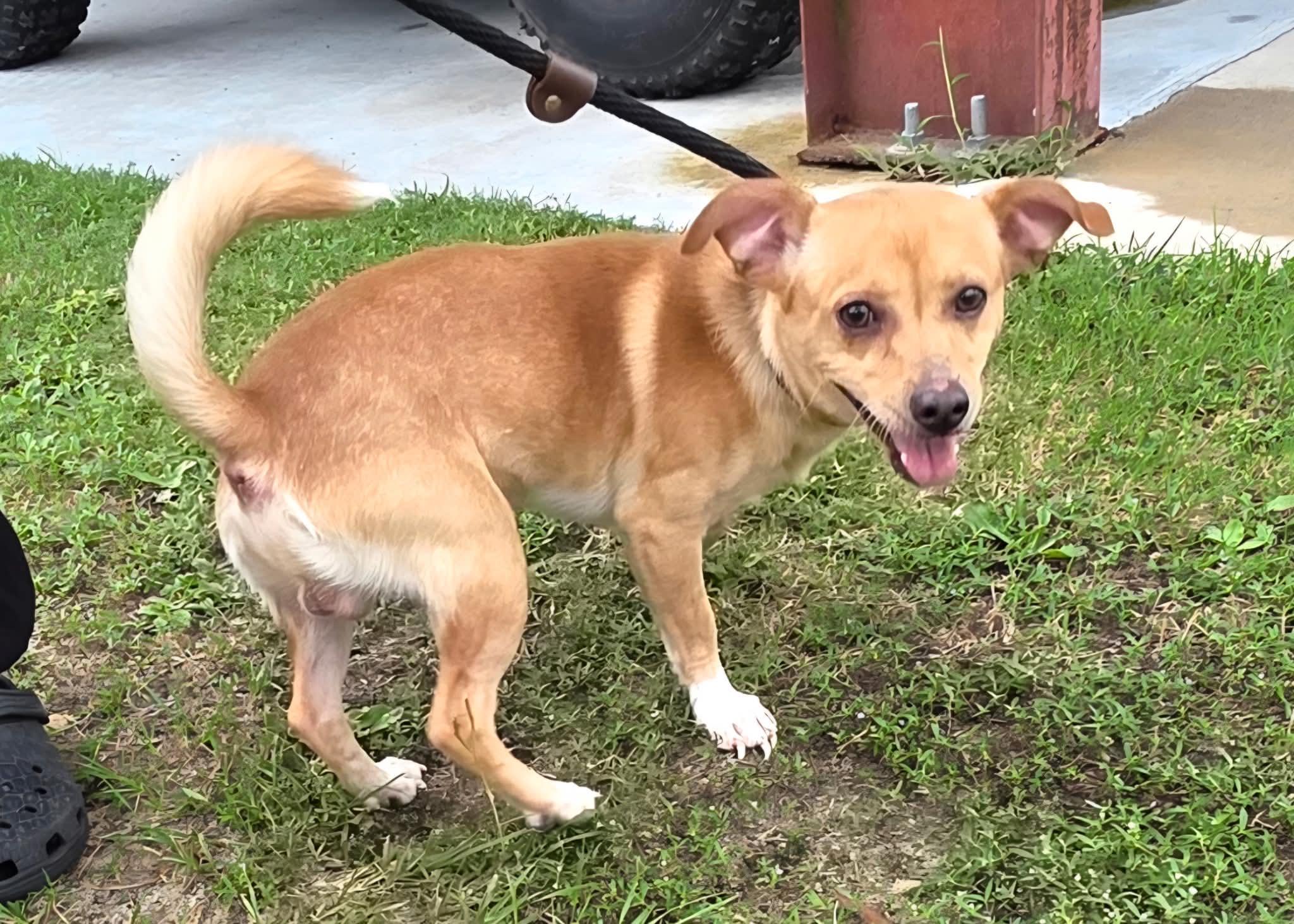 Stephen, Adopted, Young Male Chihuahua.