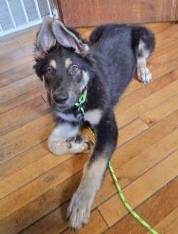 Enlarge Bacon, a ADOPTABLE mixed breed in Sudbury, MA image 1/2