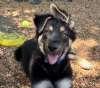Enlarge Bacon, a ADOPTABLE mixed breed in Sudbury, MA image 2/2