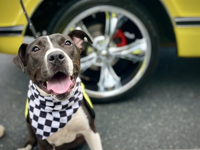 LADYBUG, Adoptable, Adult Female Pit Bull Terrier & Mixed Breed.