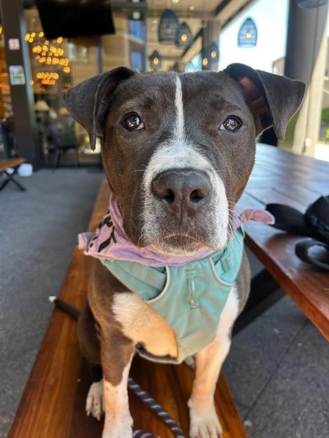LADYBUG, Adoptable, Adult Female Pit Bull Terrier & Mixed Breed.