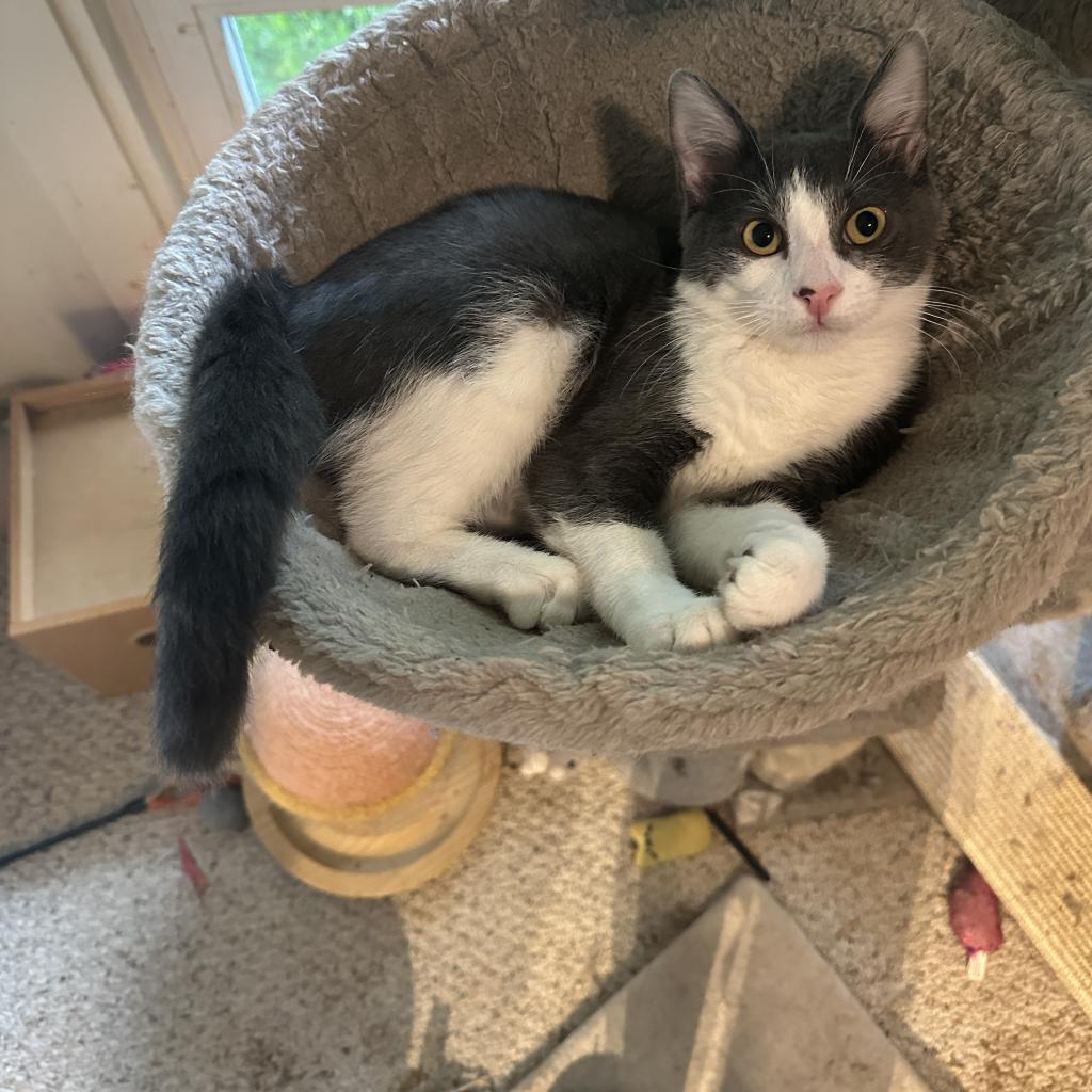 Leonard & Penny, Adoptable, Adult Male Domestic Short Hair.