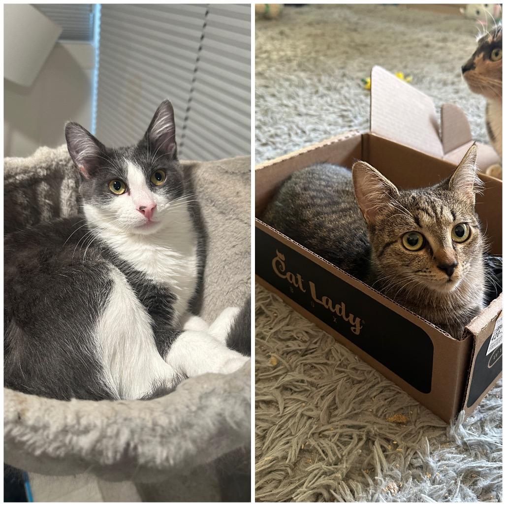 Enlarge Leonard & Penny, a Adoptable Domestic Short Hair in Silver Spring, MD image 2/6