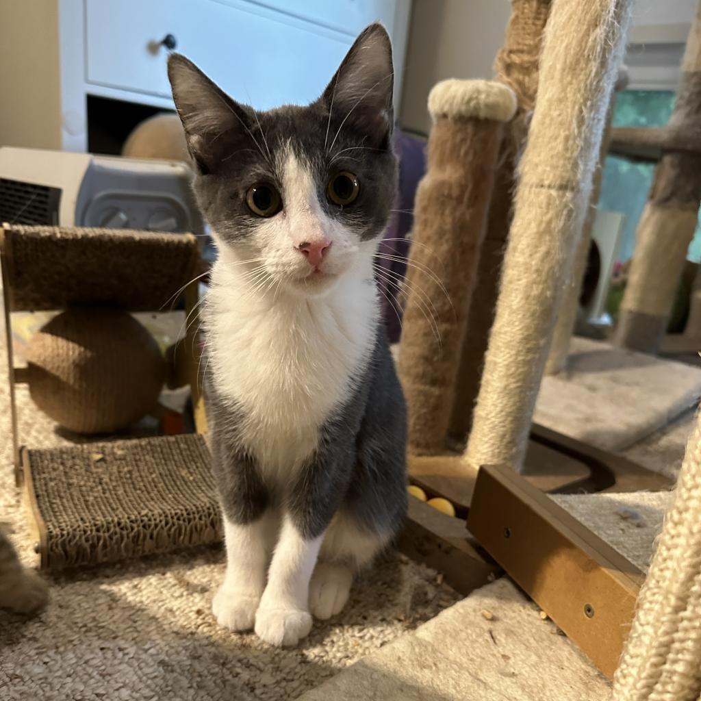 Enlarge Leonard & Penny, a Adoptable Domestic Short Hair in Silver Spring, MD image 3/6