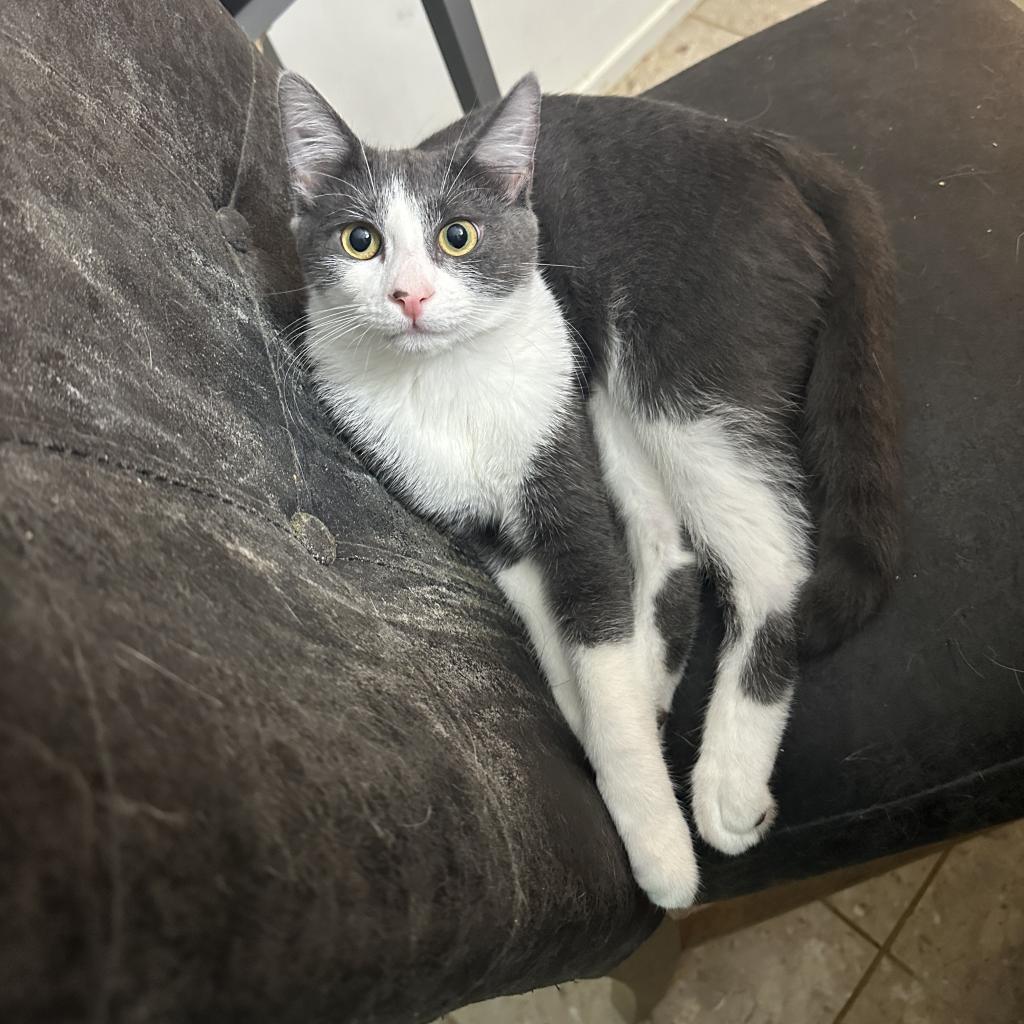 Enlarge Leonard & Penny, a Adoptable Domestic Short Hair in Silver Spring, MD image 4/6