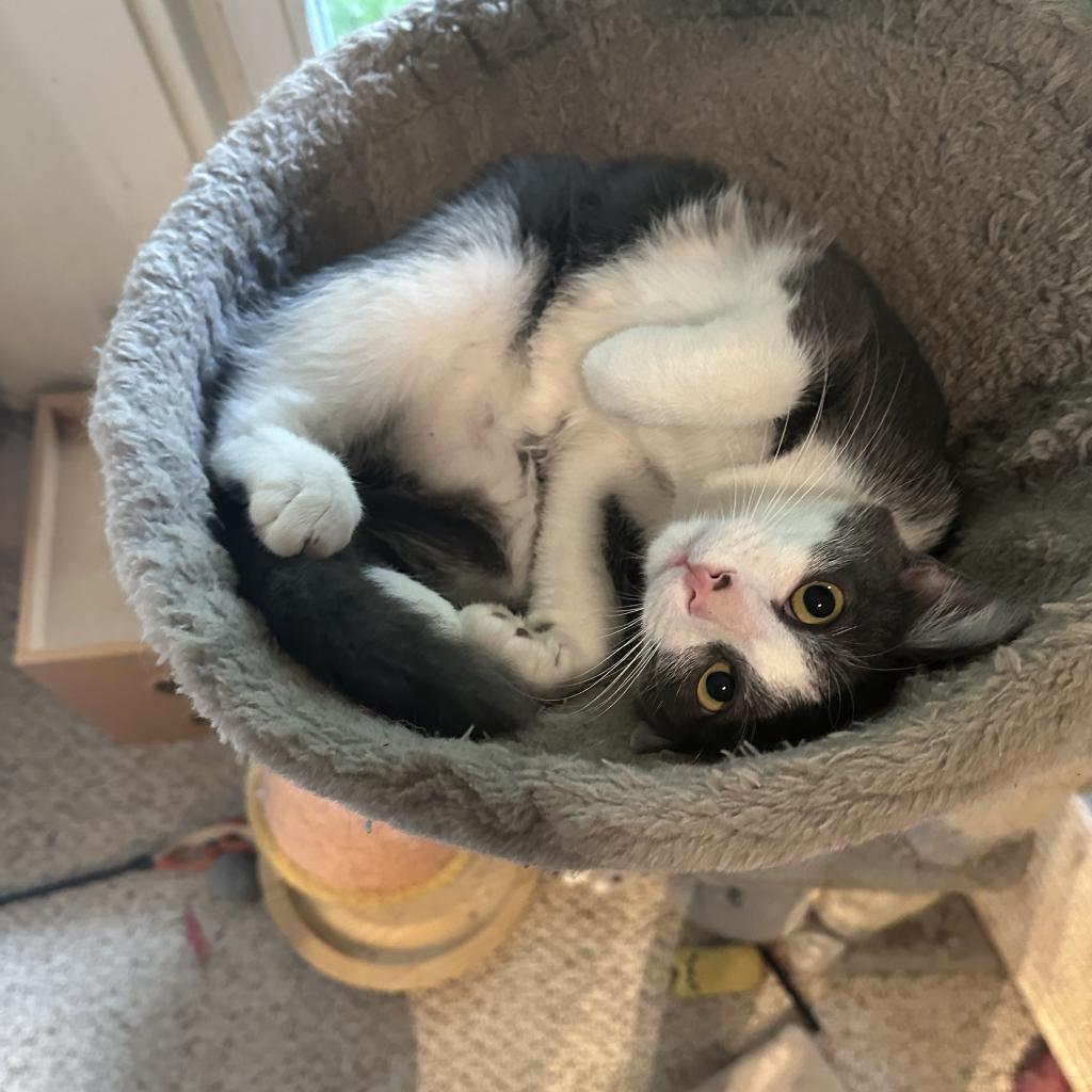 Enlarge Leonard & Penny, a Adoptable Domestic Short Hair in Silver Spring, MD image 5/6