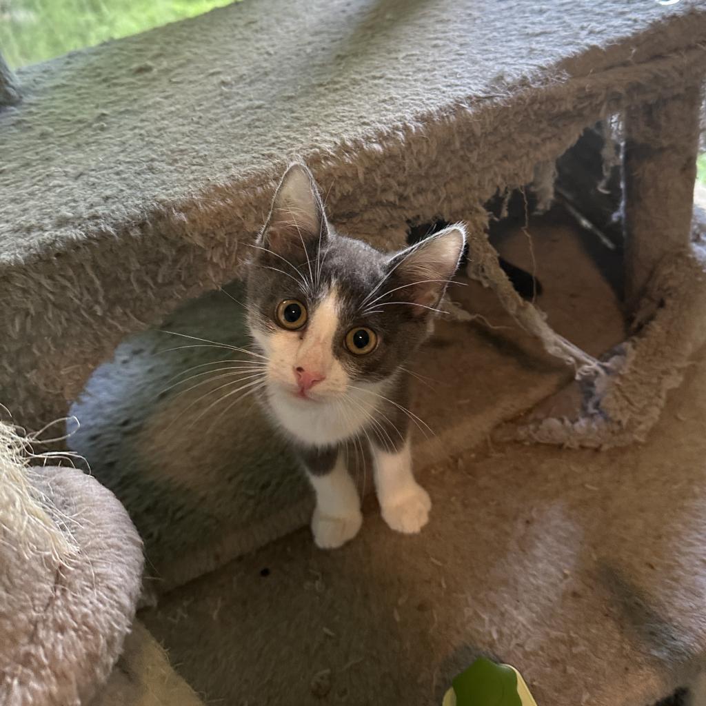 Enlarge Leonard & Penny, a Adoptable Domestic Short Hair in Silver Spring, MD image 6/6