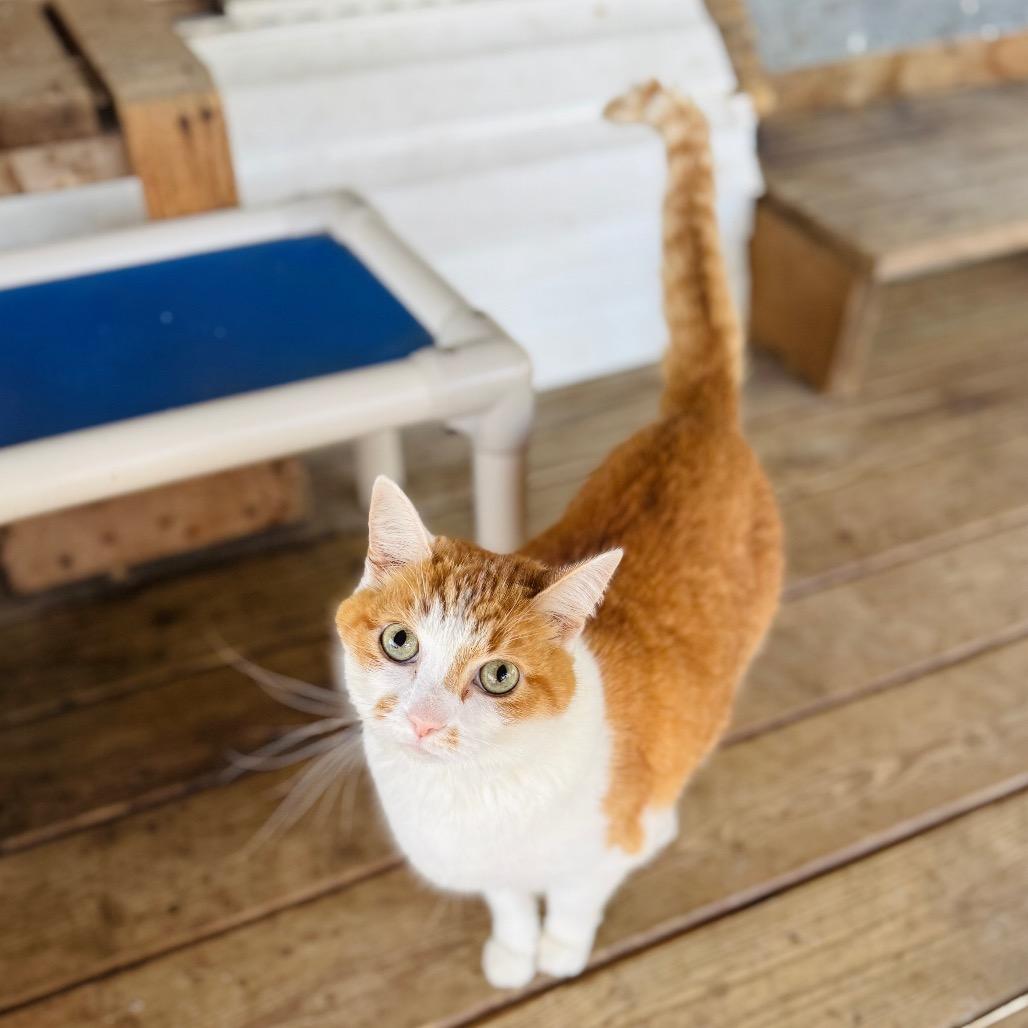 Mrs. Terry, Adoptable, Adult Female Domestic Short Hair.