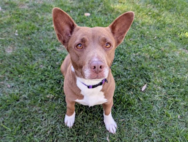 CAPRESE , adoptable, Young Female Pembroke Welsh Corgi.