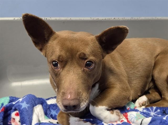 Enlarge CAPRESE , an adoptable mixed breed in San Clemente, CA image 2/2