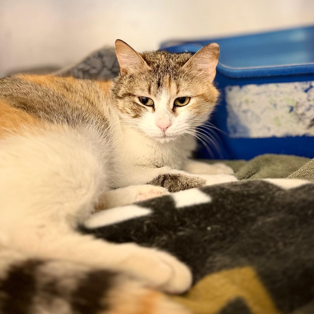 Bebe, Adoptable, Young Female Domestic Short Hair.