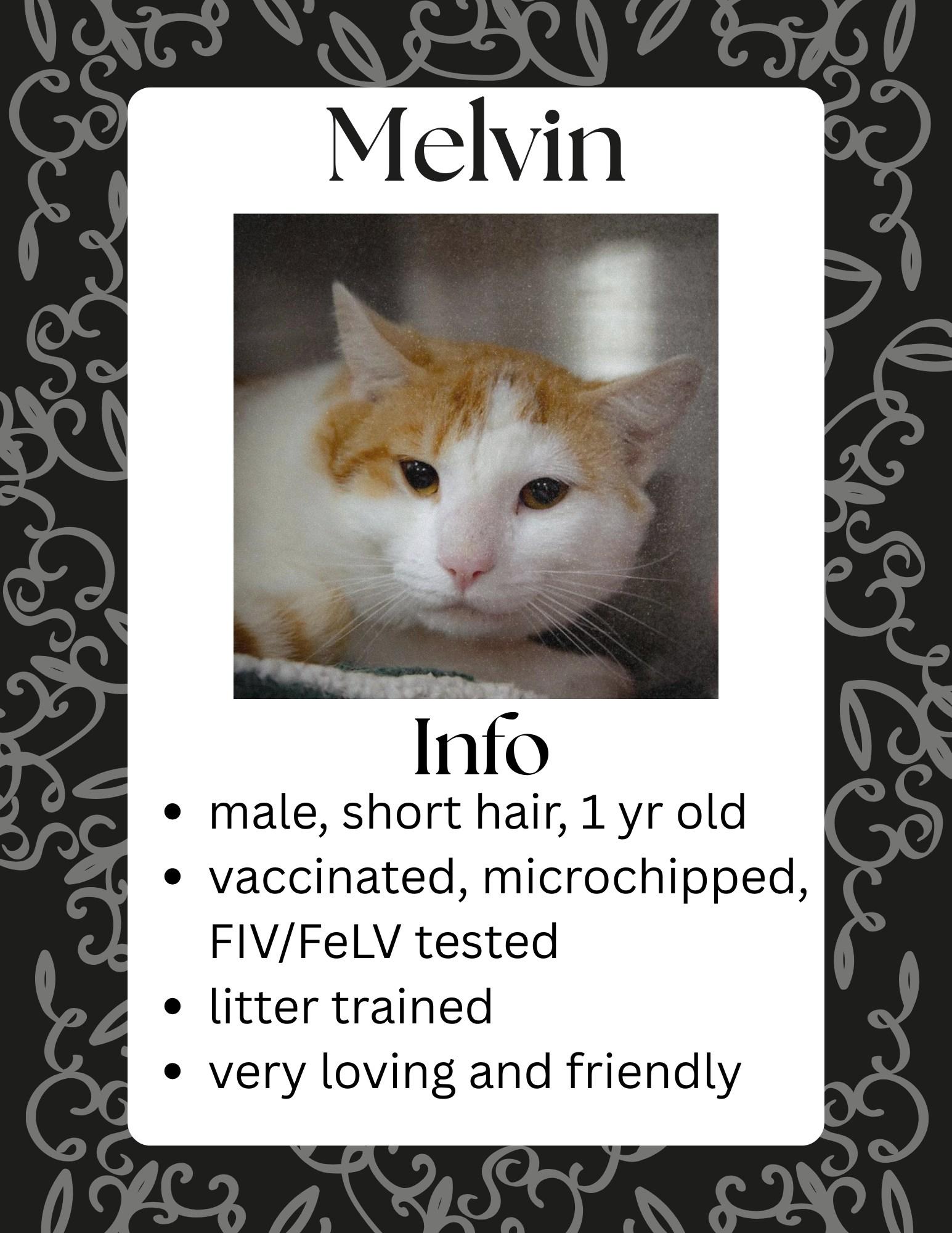 Enlarge Melvin, an adopted Domestic Short Hair in Greensburg, IN image 1/1