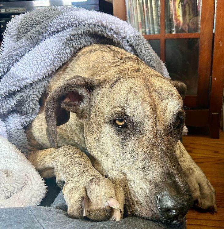 Tillie Jean, Adoptable, Adult Female Great Dane.