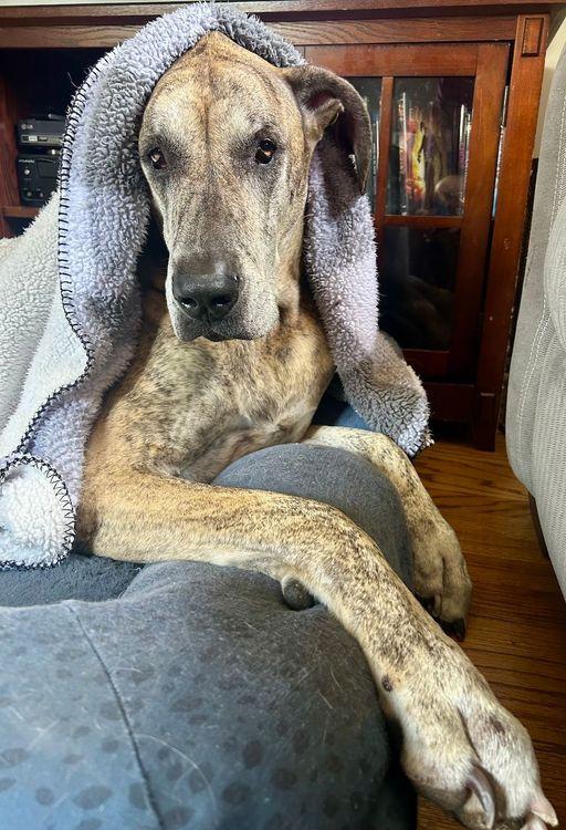 Enlarge Tillie Jean, a Adoptable Great Dane in Larkspur, CO image 2/5