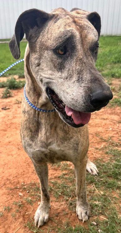 Enlarge Tillie Jean, a Adoptable Great Dane in Larkspur, CO image 3/5