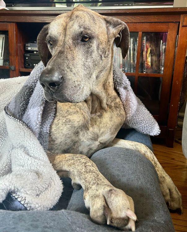 Enlarge Tillie Jean, a Adoptable Great Dane in Larkspur, CO image 4/5