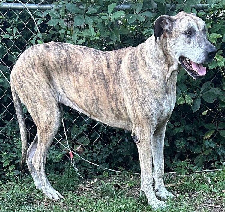Enlarge Tillie Jean, a Adoptable Great Dane in Larkspur, CO image 5/5
