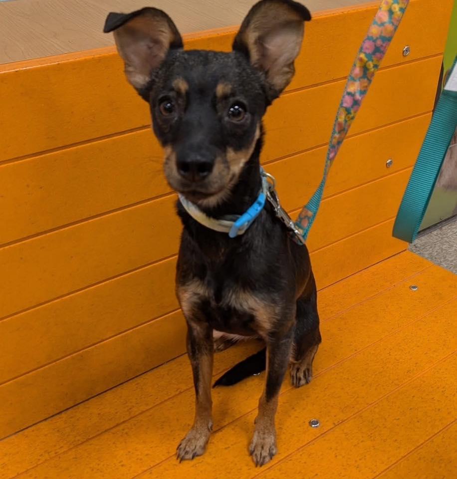 Star, a Adopted mixed breed in El Paso, TX image 1/2