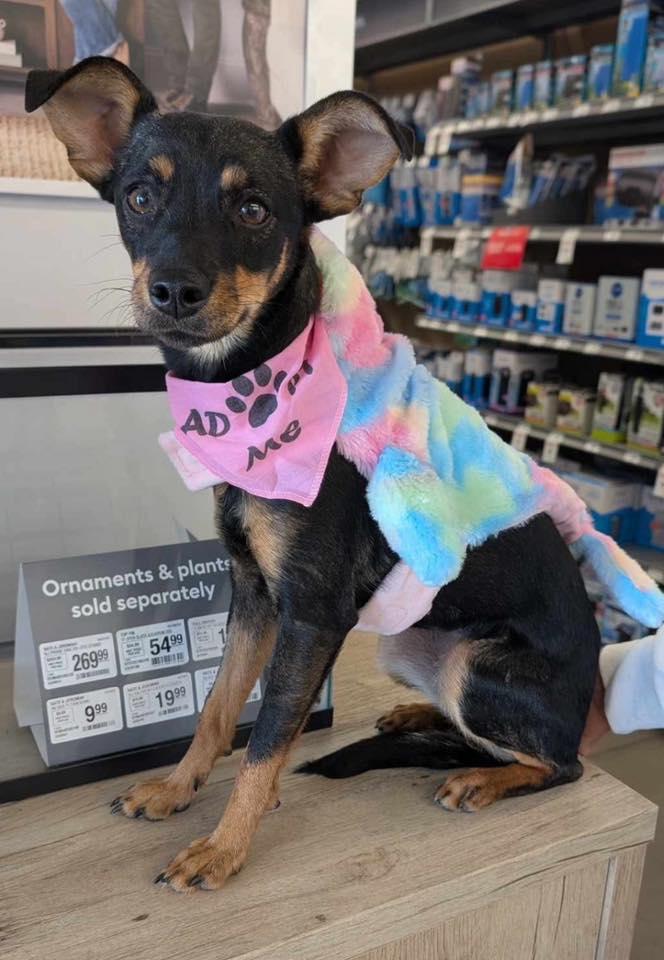 Star, a Adopted mixed breed in El Paso, TX image 2/2