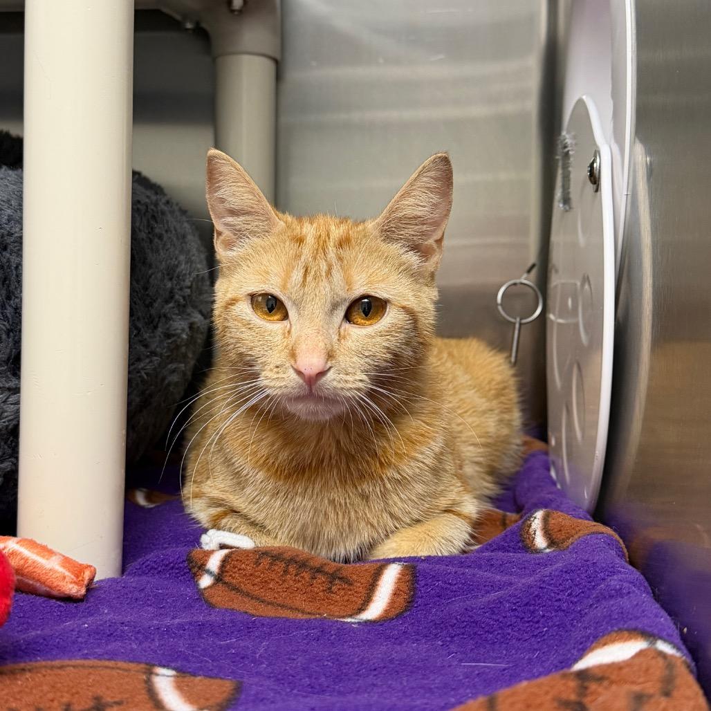 Alba, Adoptable, Adult Female Domestic Short Hair.