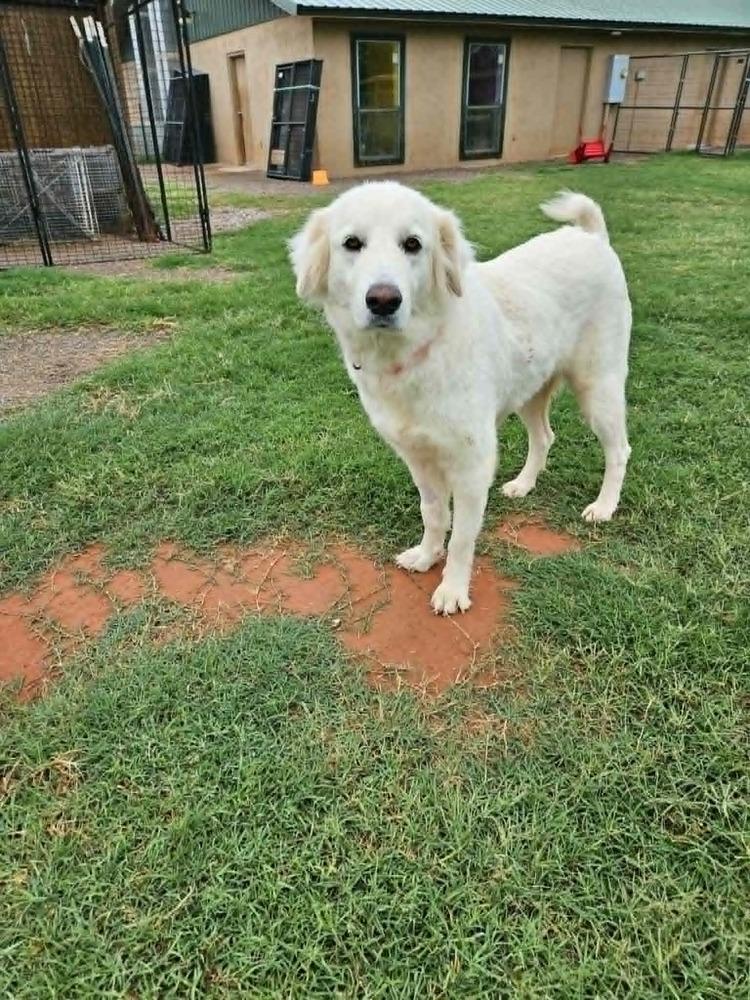 Suki, Adoptable, Young Female Great Pyrenees & Golden Retriever.