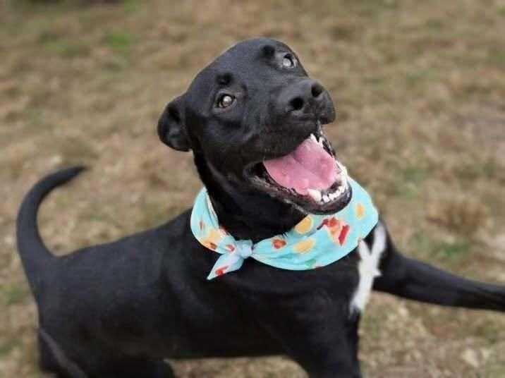 Obi #A-140418 💜, Adoptable, Young Male Labrador Retriever.