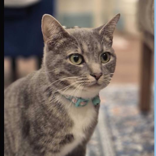 Enlarge Faith, a Adoptable Domestic Short Hair in Chantilly, VA image 1/3