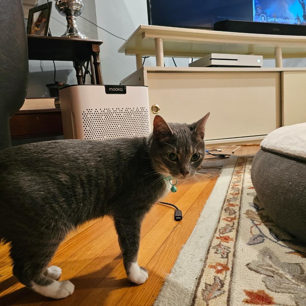 Enlarge Faith, a Adoptable Domestic Short Hair in Chantilly, VA image 2/3