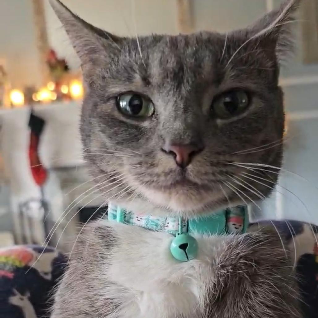 Enlarge Faith, a Adoptable Domestic Short Hair in Chantilly, VA image 3/3