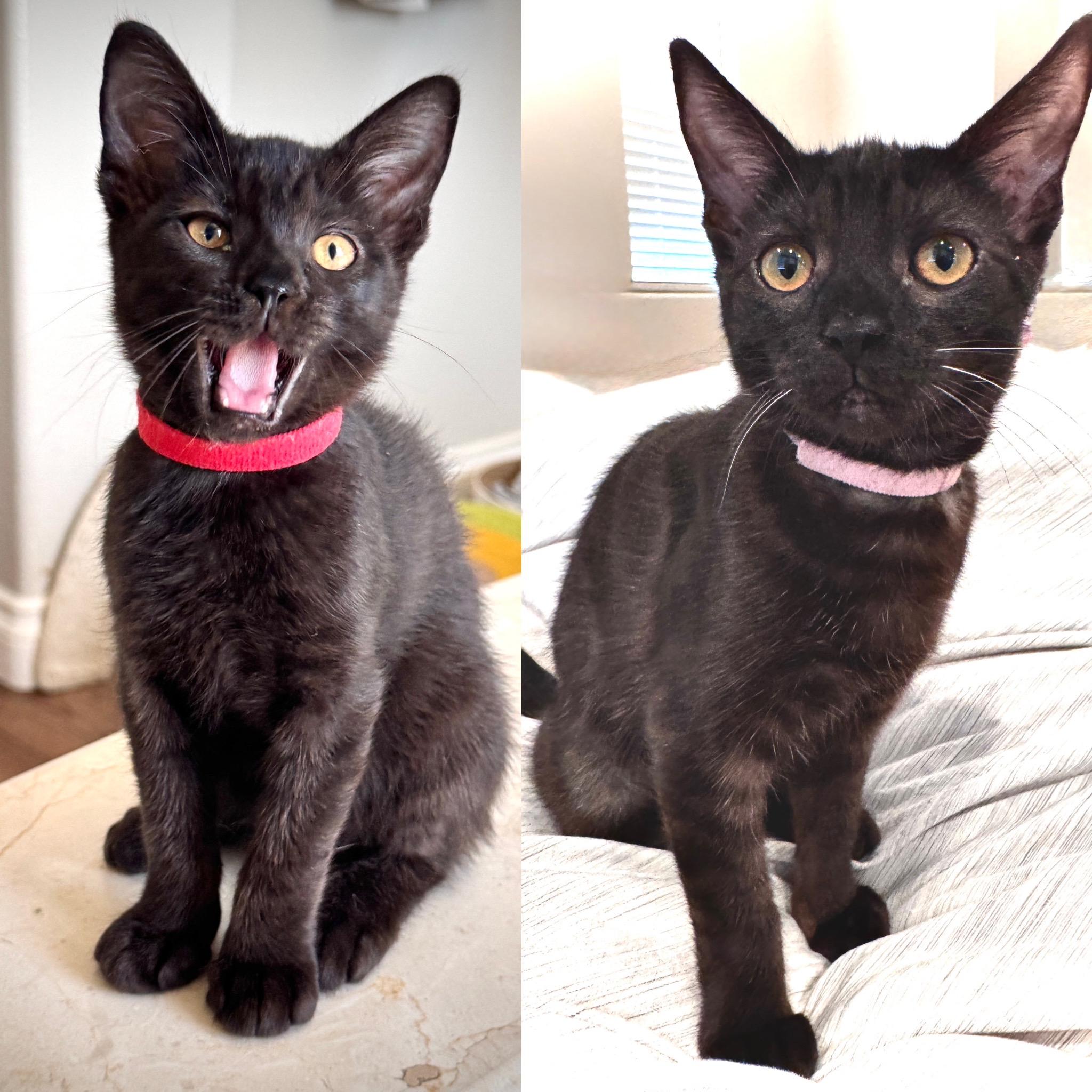 Aurora and Lilo, ADOPTABLE, Kitten Female American Shorthair & Siamese.