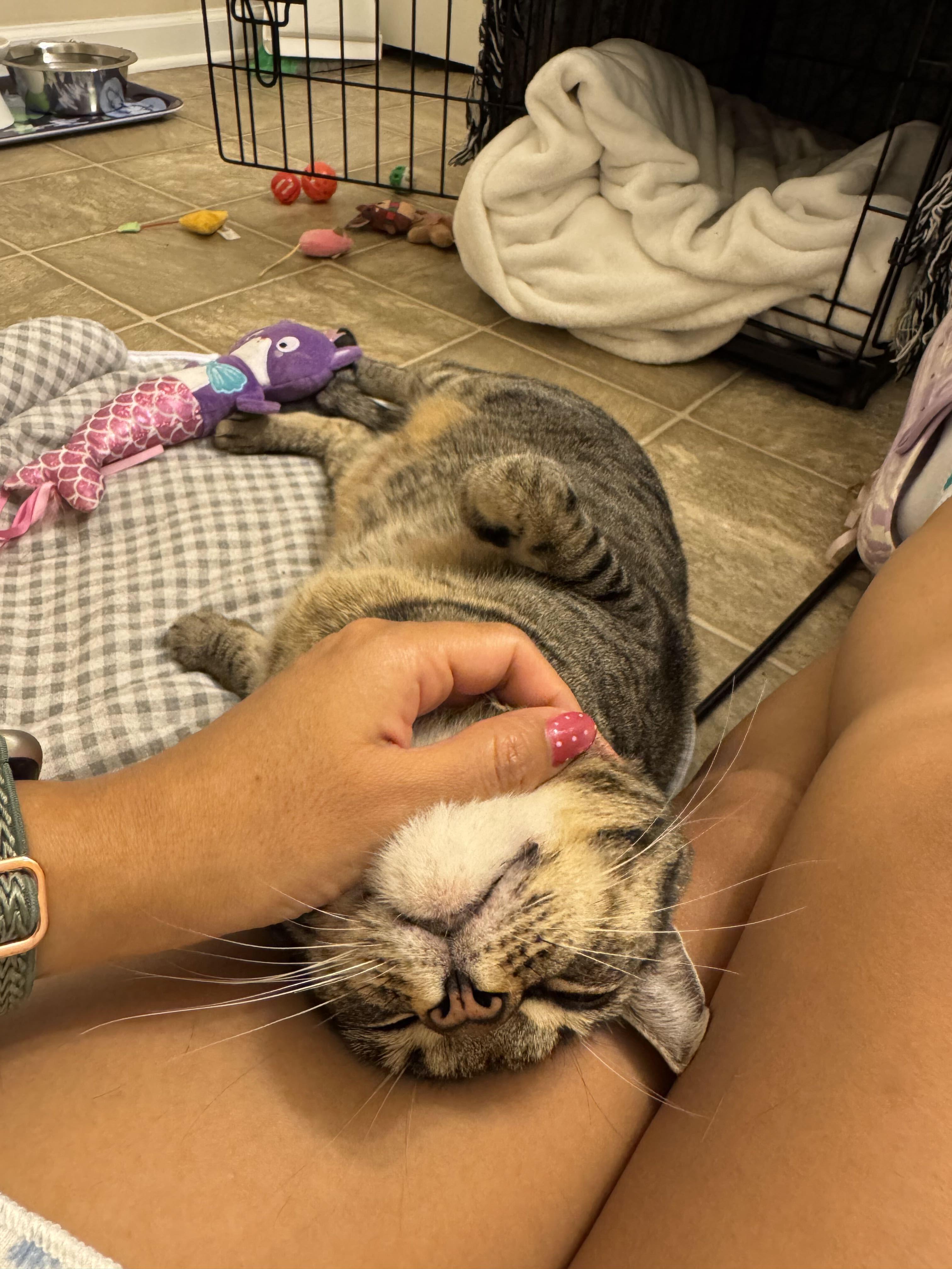 Enlarge Katniss, a ADOPTABLE Domestic Short Hair in Duluth, GA image 6/6