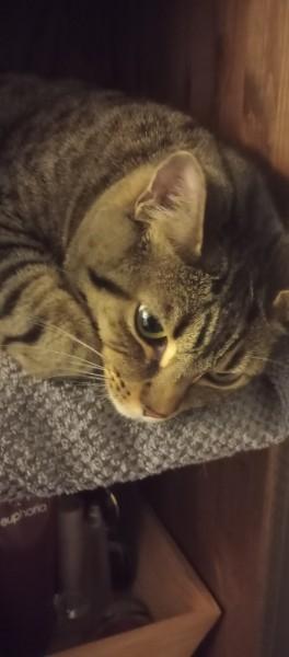 Katniss, a ADOPTABLE Domestic Short Hair in Duluth, GA image 2/4