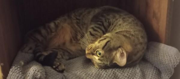 Katniss, a ADOPTABLE Domestic Short Hair in Duluth, GA image 3/4