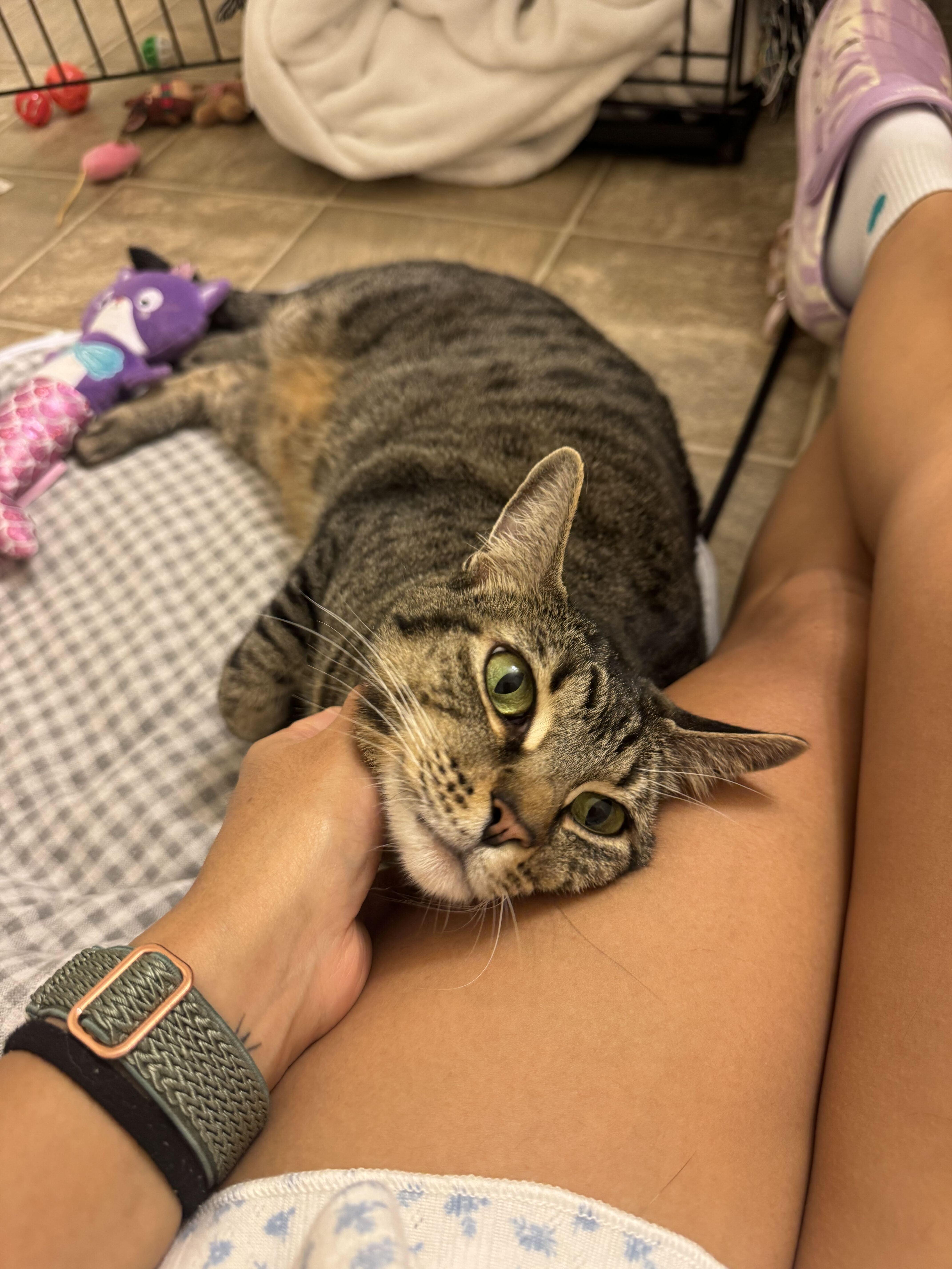 Enlarge Katniss, a ADOPTABLE Domestic Short Hair in Duluth, GA image 2/6