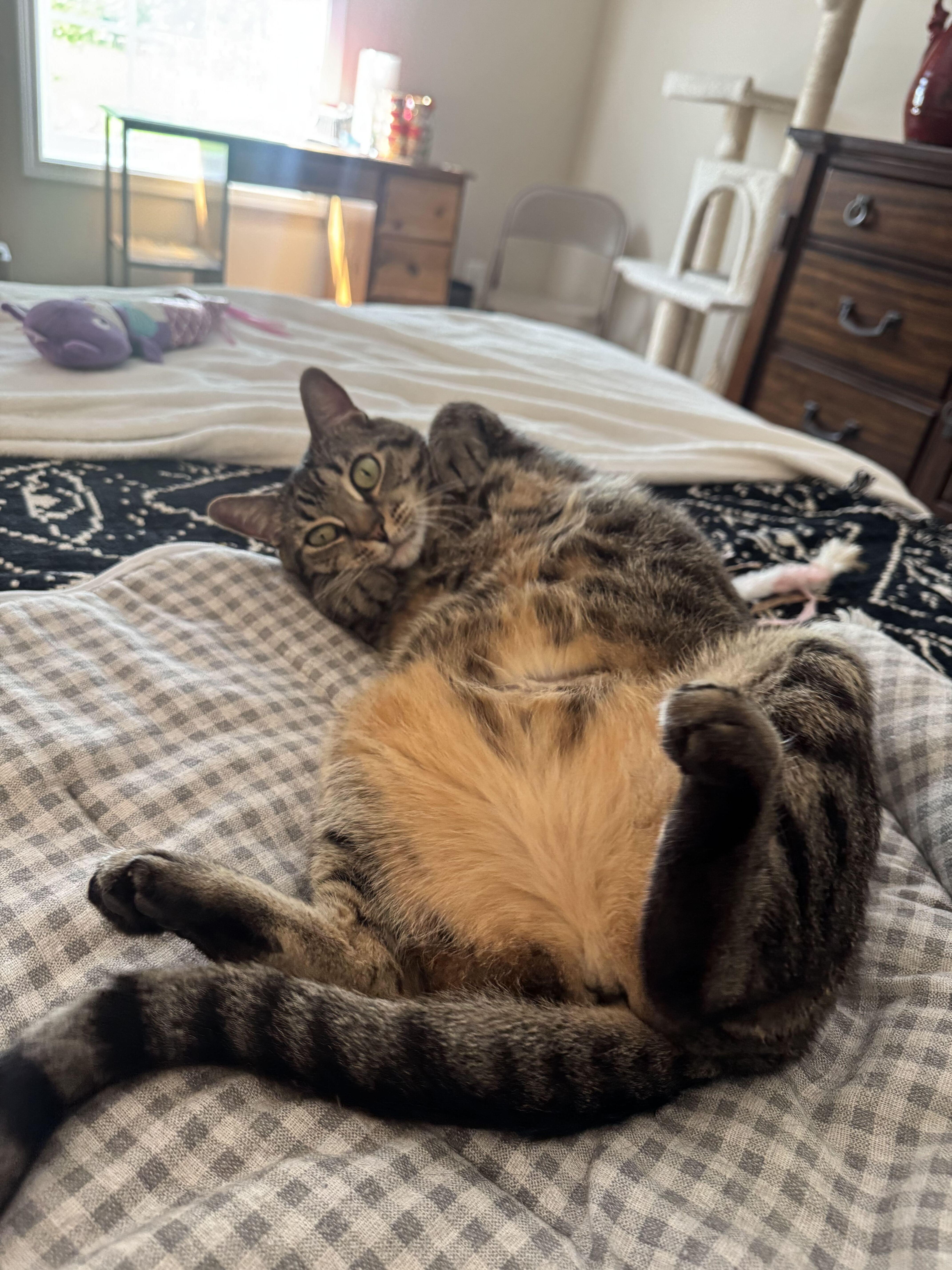 Enlarge Katniss, a ADOPTABLE Domestic Short Hair in Duluth, GA image 3/6