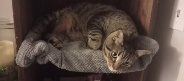 Katniss, a ADOPTABLE Domestic Short Hair in Duluth, GA image 4/4