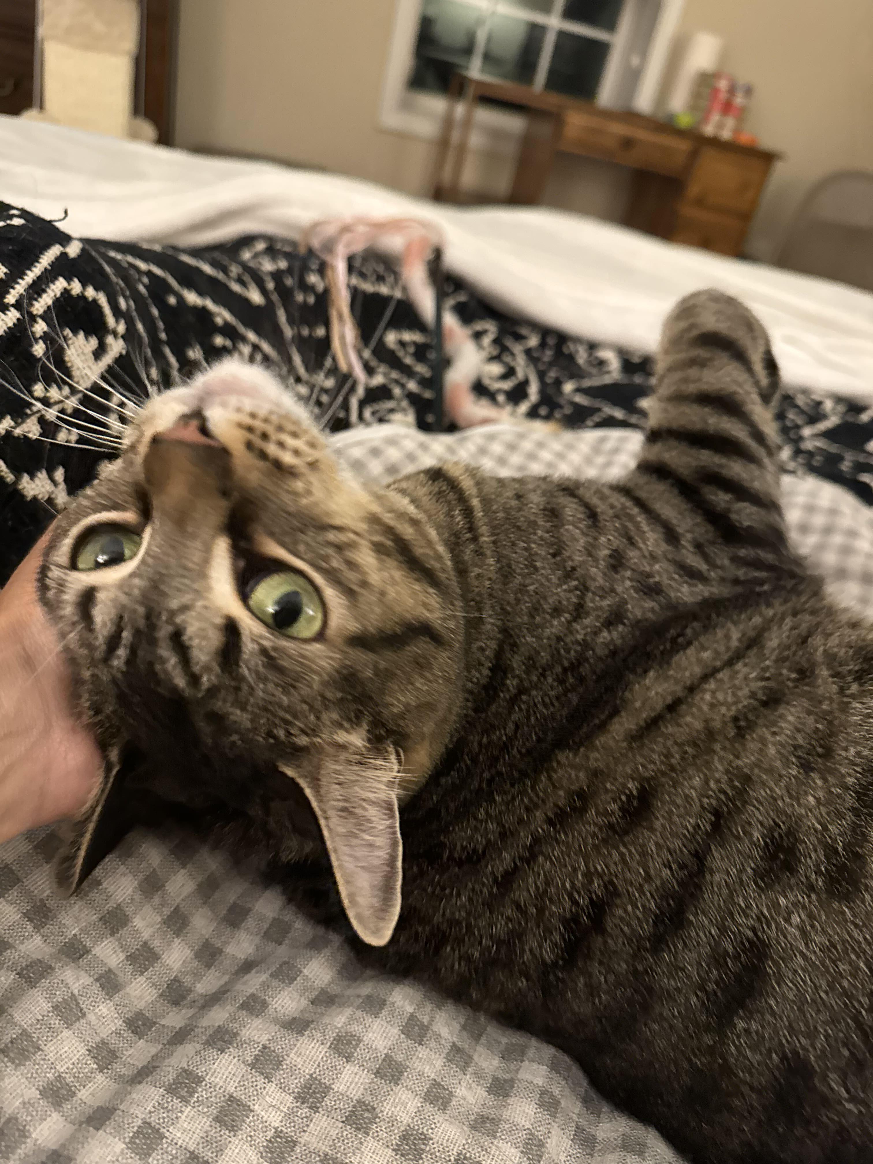 Katniss, ADOPTABLE, Adult Female Domestic Short Hair.